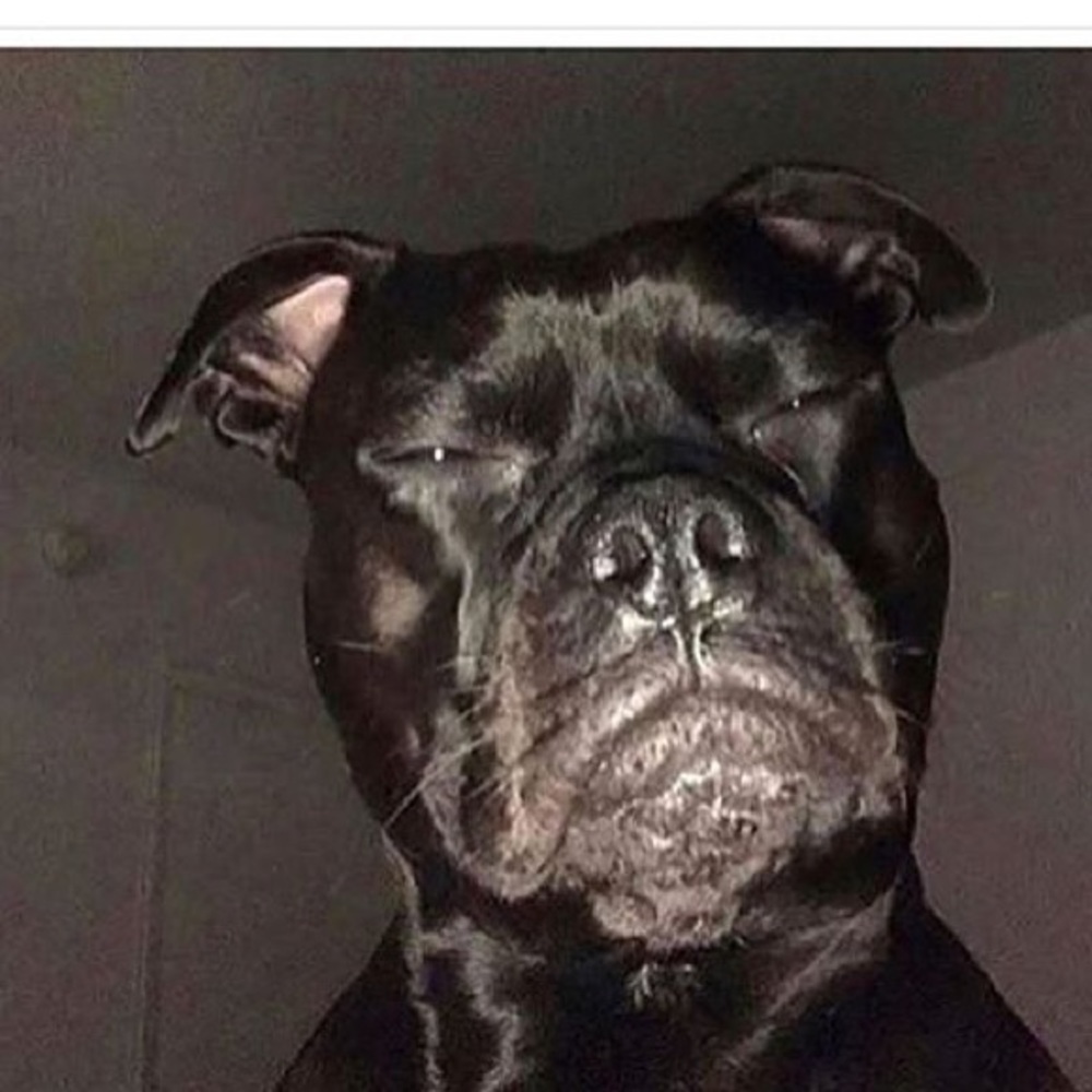 Meet your Posher, Ralph